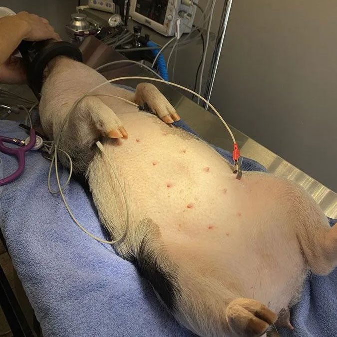 pig receiving emergency care at veterinary clinic