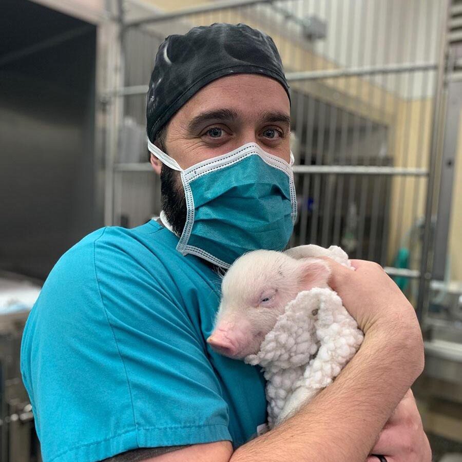 man wearing a mask and surgery cap holding a baby pig after a surgical procedure