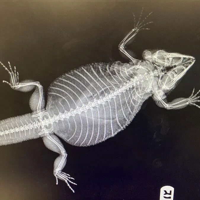 x-ray of a reptile