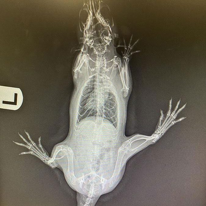 X-ray of a rat