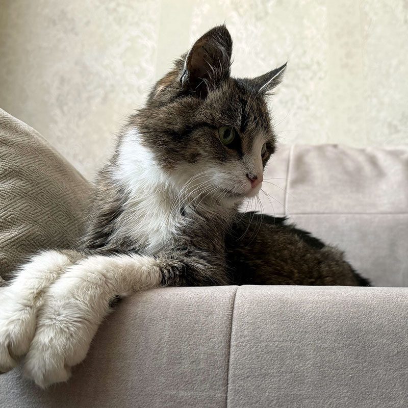 senior cat lounging on the couch