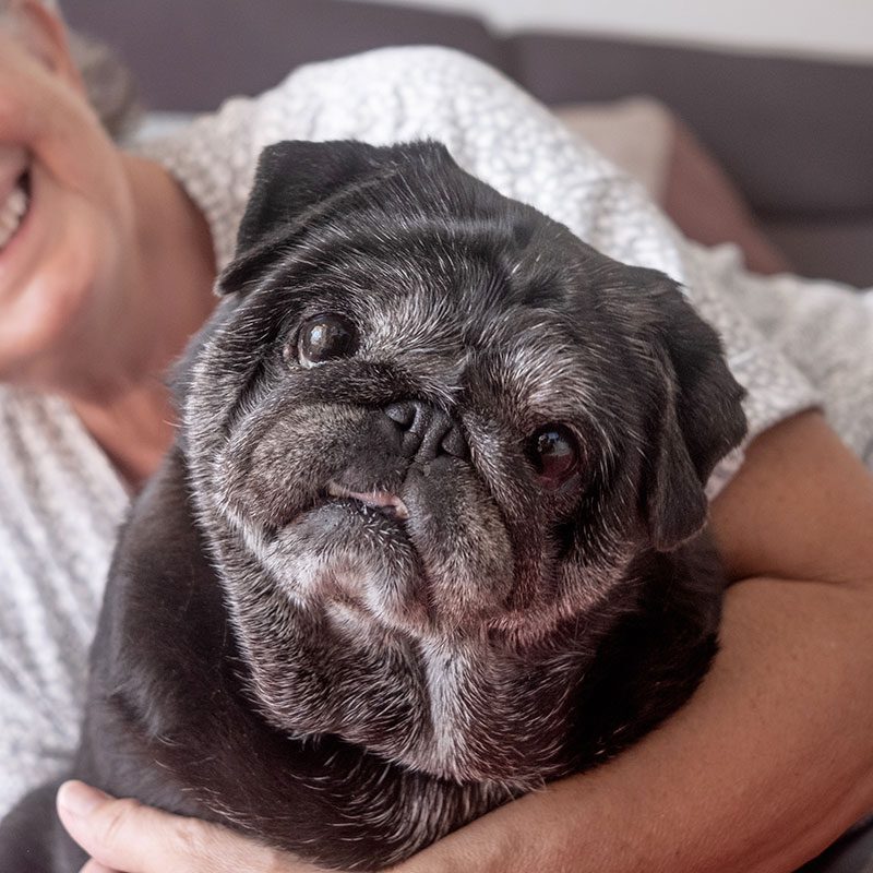 curious senior pug looking at the camera