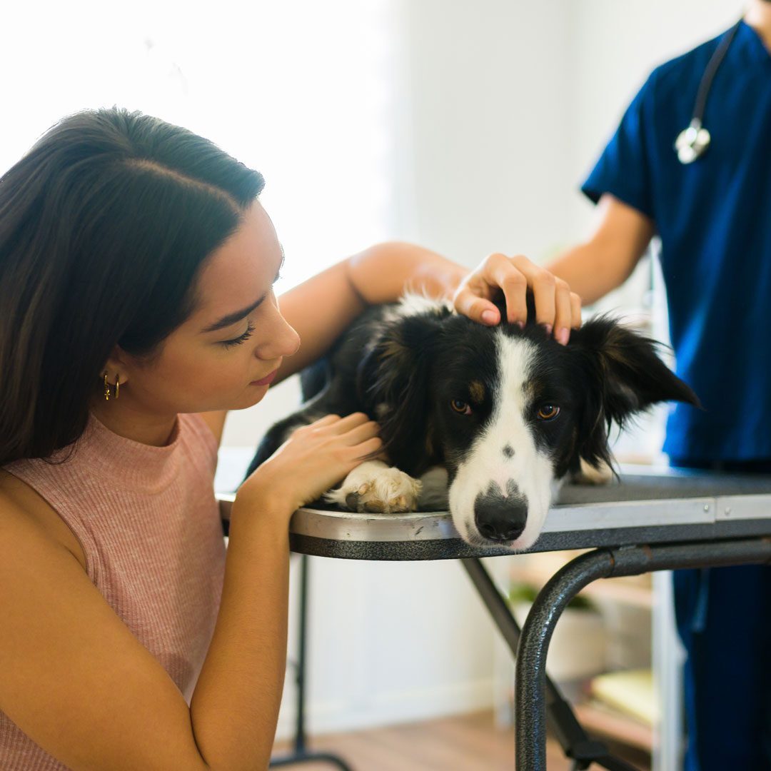 woman with her sick dog at the vet