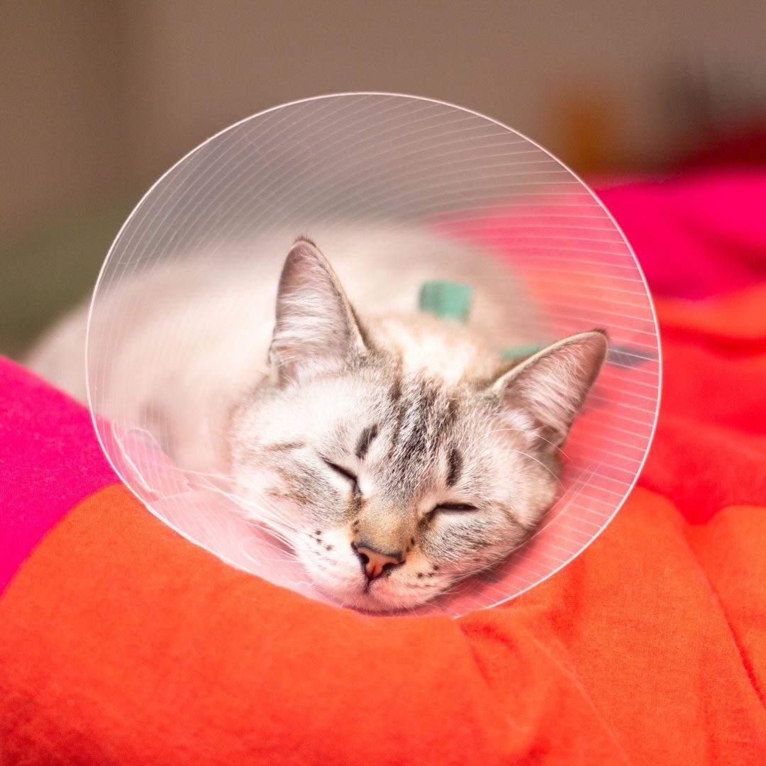 sleeping white cat wearing protective cone and sleeping on an orange blanket