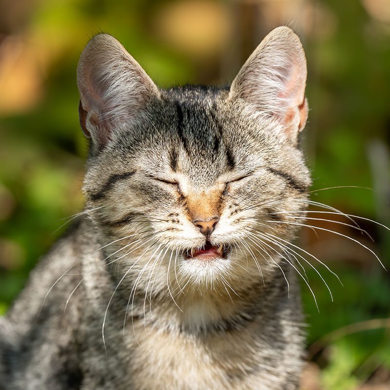 cat sneezing while outside