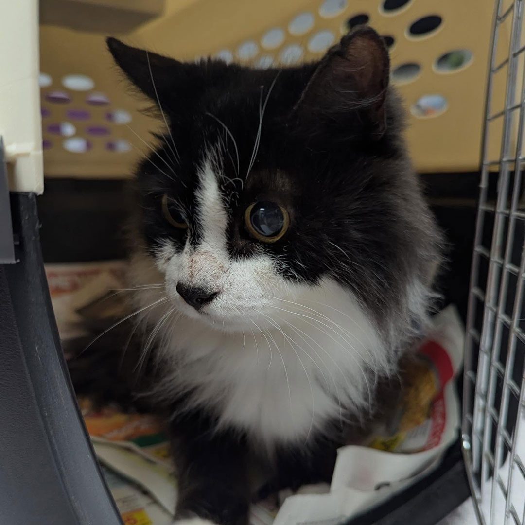 fluffy black and white cat laying in a pet taxi